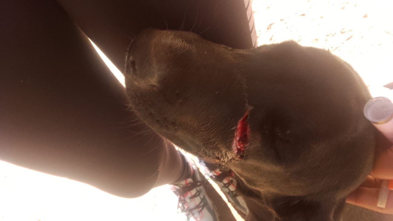 Animais domésticos são atacados por “onça” do tamanho de um “gato”